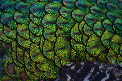 Image of peacock feathers showing yellow, green, and blue tones.