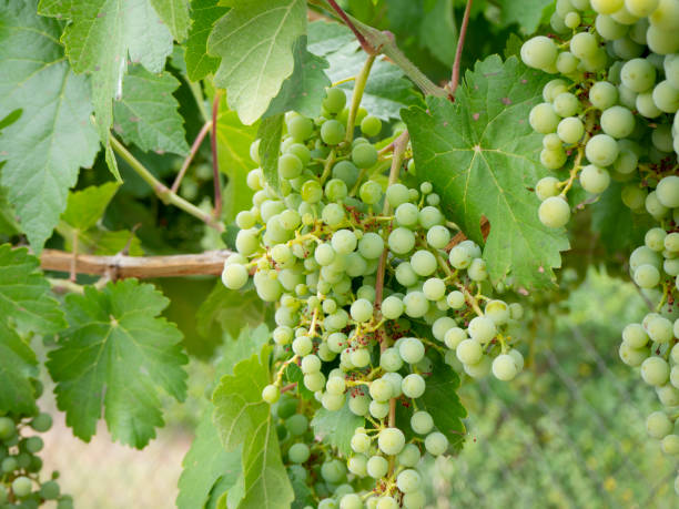 istock wine grapes in a vineyard in Spain. Healthy eating concept 1414686894