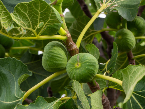 istock figs on a Mediterranean fig tree in summer time. Healthy living concept 1414689802