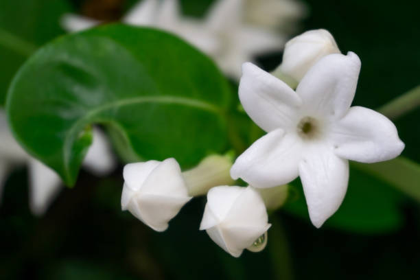 białe kwiaty madagaskar jaśmin roślina stephanotis z bliska - stephanotis zdjęcia i obrazy z banku zdjęć