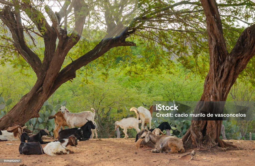 Sheep and goat farming in the Brazilian Caatinga biome. Goats resting in the shade of trees in the Cariri Region, Cabaceiras, Paraíba, Brazil. Caatinga Stock Photo