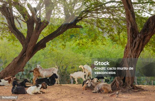 Sheep And Goat Farming In The Brazilian Caatinga Biome Goats Resting In The Shade Of Trees In The Cariri Region Cabaceiras Paraíba Brazil Stock Photo - Download Image Now