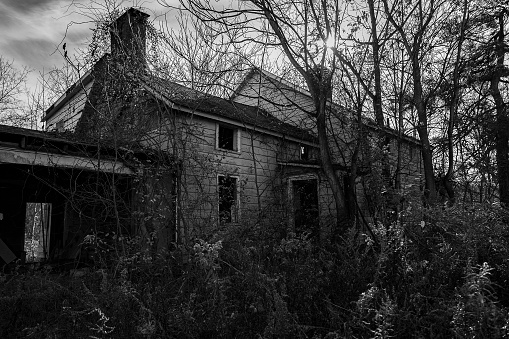 An abandoned farm house is hidden in the undergrowth