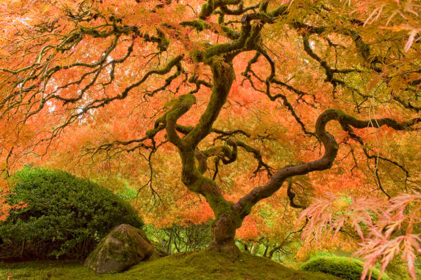 istock Oregon landscape and attractions in the fall 1414696554