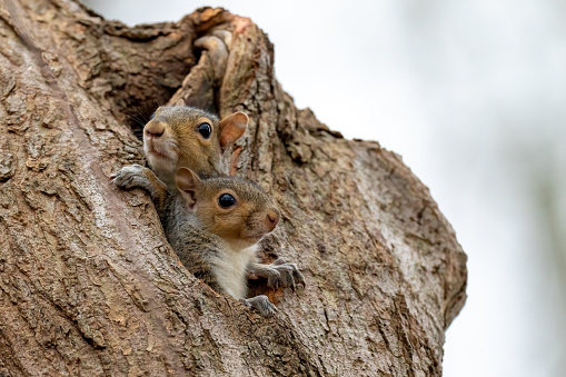 Young grey squirrels looking very cute in the knot of a tree