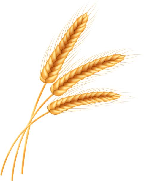 Malt Graphics 8,300+ Malt Grain Stock Illustrations, Royalty-Free Vector Graphics ...