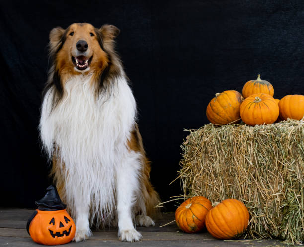 istock collie dog next to halloween decoration 1414700337