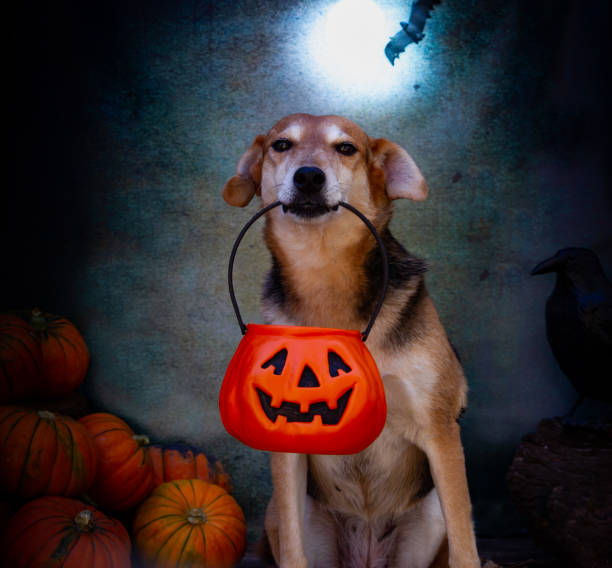 istock dog begging for candy on halloween 1414700628