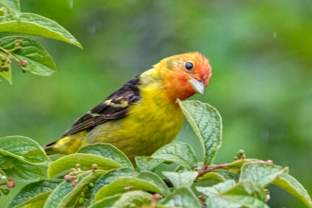 male Western Tanager perched on a tree branch male Western Tanager perched on a tree branch piranga ludoviciana stock pictures, royalty-free photos & images