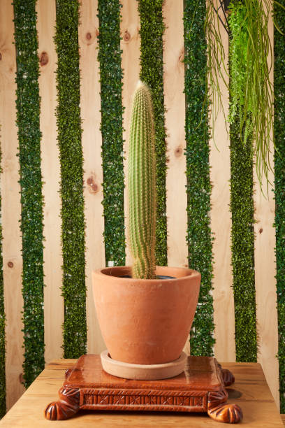 istock Cactus in clay pots on wooden table 1414707892