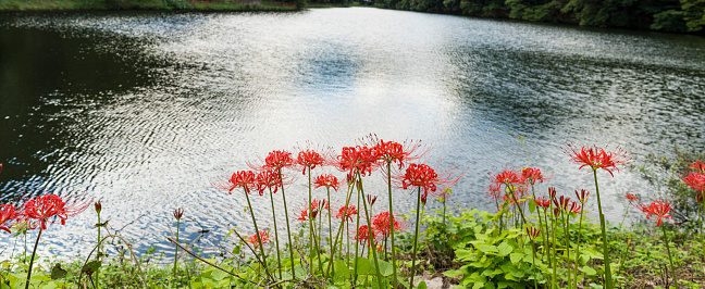 Red Lycoris radiata on the banks of the Bulgapsa Reservoir in Yeonggwang-gun.