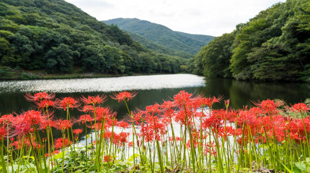 A red Lycoris radiata that blooms on the water's edge. stock photo