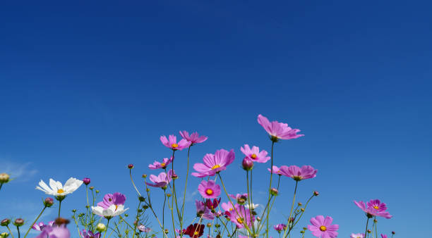 istock Blue autumn sky and cosmos flowers. 1414708851