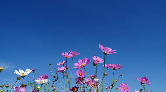 Horizontal closeup photo of masses of green leaves and pink toned Cosmos flowers growing in an organic garden under a blue sky in Summer. Soft focus background.