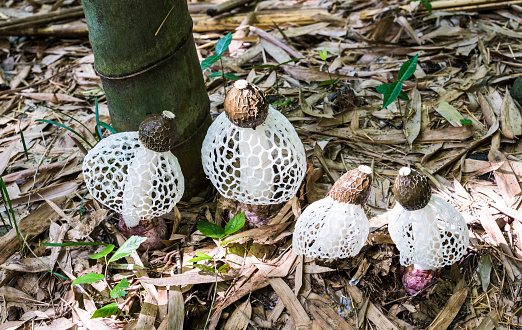 A net-shaped phallus in a bamboo field in Damyang.