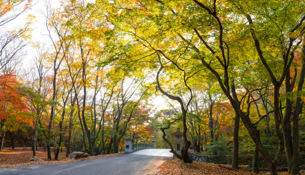 istock Naejangsa Temple Autumn foliage road. 1414709991
