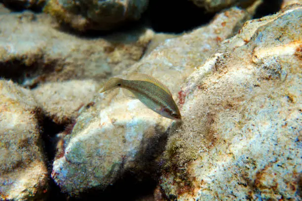 Photo of East atlantic peacock wrasse - Symphodus tinca