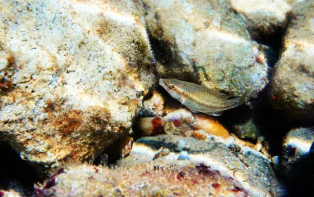 Photo of East atlantic peacock wrasse - Symphodus tinca