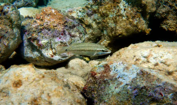 Photo of East atlantic peacock wrasse - Symphodus tinca