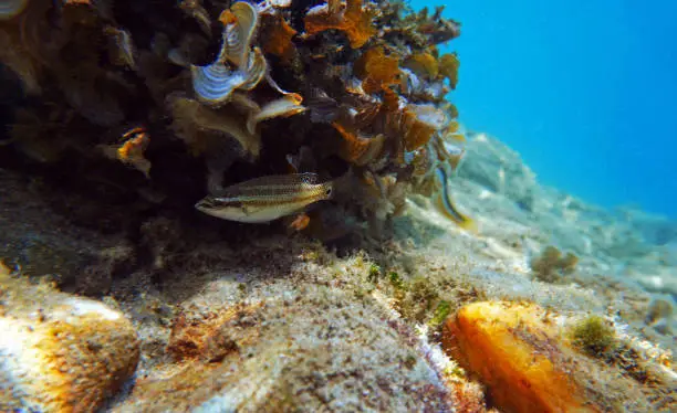 Photo of East atlantic peacock wrasse - Symphodus tinca