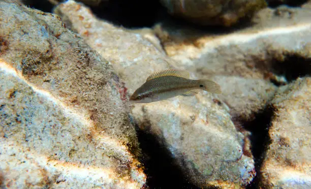 Photo of East atlantic peacock wrasse - Symphodus tinca