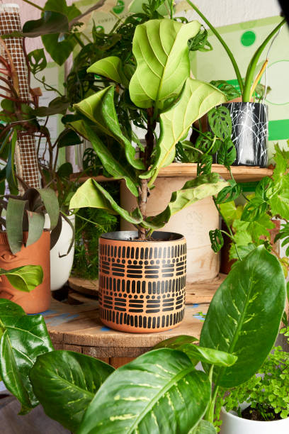 istock plant in clay pot. decorative plant 1414711141