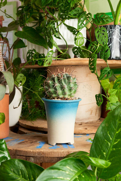 istock plant in blue pot. decorative plant 1414711663