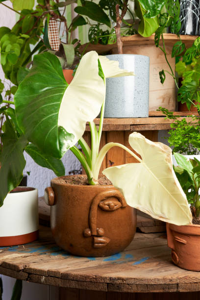 istock plant in clay pot. decorative plant 1414711890