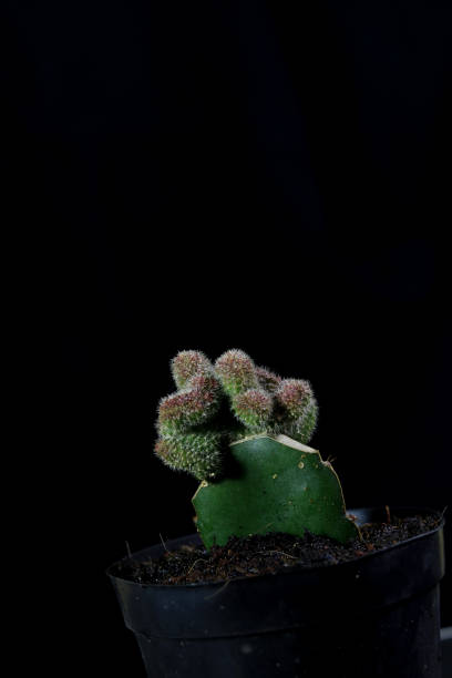 istock Cleistocactus winteri, beautiful cactus on black pots 1414712808