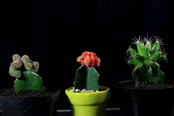 istock three types of cactus in pots 1414712812