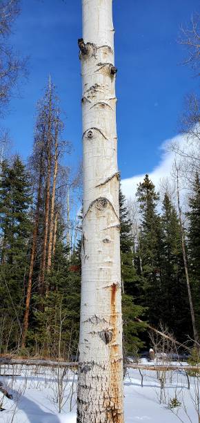 arañazos de garra de oso en el árbol de álamo temblón - usa action adventure aspen tree fotografías e imágenes de stock