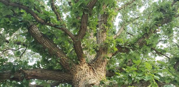 istock Trees in Summer in Cambridge Ontario 1414716031