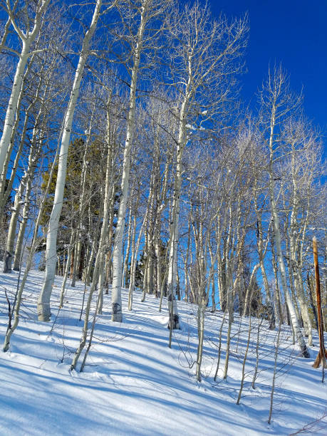 árboles de álamo temblón en una pista de esquí - usa action adventure aspen tree fotografías e imágenes de stock