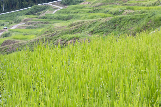 Japanese mountainous rural scenery