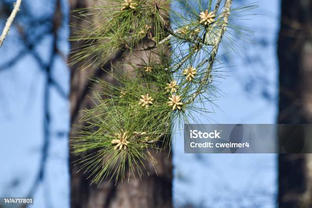 Georgia Pine Background Stock Photo - Download Image Now - Backgrounds, Beauty, Beauty In Nature