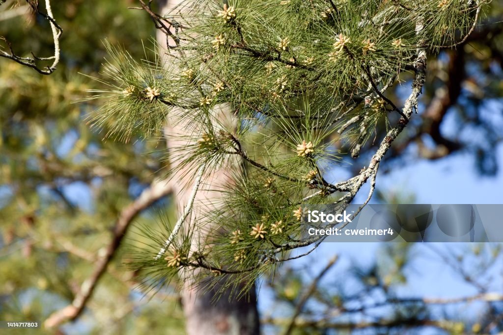 Georgia Pine Background The beauty of a Georgia pine is on full display. Backgrounds Stock Photo