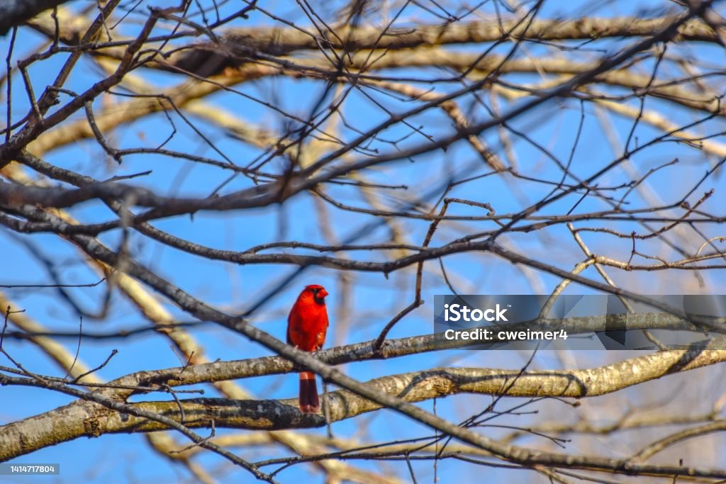 Red Cardinal A red cardinal sits in a tree in Georgia. Cardinal - Bird Stock Photo