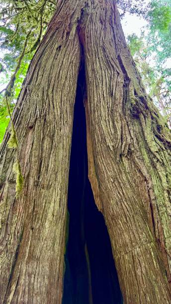 istock crevice in a tree cracked in half Bigleaf Maple MacMillan Provincial Park huge thousand-year-old tree covered with moss for the whole photo of unrealistically large sizes in the jungles of Canada 1414720626