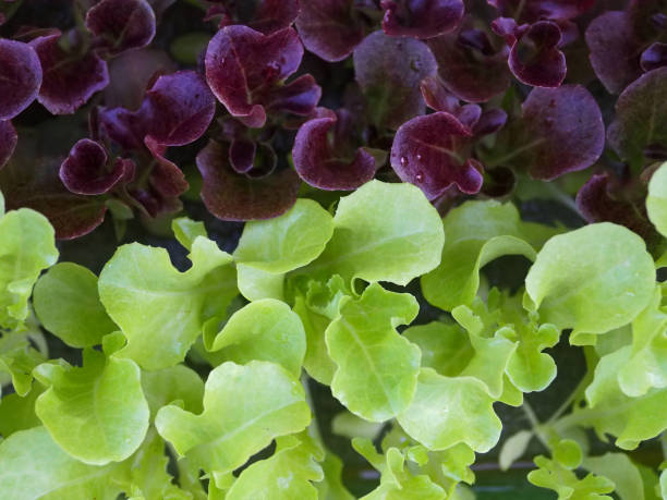 istock Hydroponics vegetable seedlings Two types of green and purple 1414722197