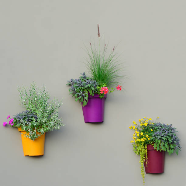 jasne sadzarki ścienne, kolorowe doniczki, zielone świeże liście mięty ananasowej, różowe kwitnące kwiaty pelargonii, czerwone pelargonie, salvia officinalis fioletowe liście szałwii doniczki, żółty jaskier ranunculus, purpurowa bentgrass, lys - peppermint pineapple mint pineapple mint zdjęcia i obrazy z banku zdjęć