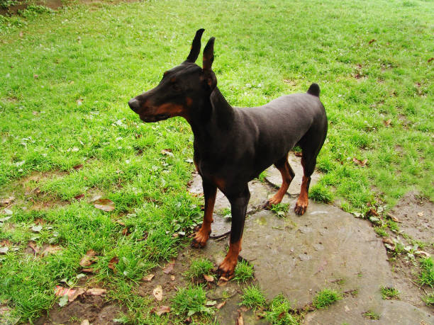 This is my dog Lexx, he's a champion show dog. Dobermans are strong, sleek, powerful and intelligent. I tried to capture all of those qualities in this shot.  The background is pure white with copy space on the left side. 