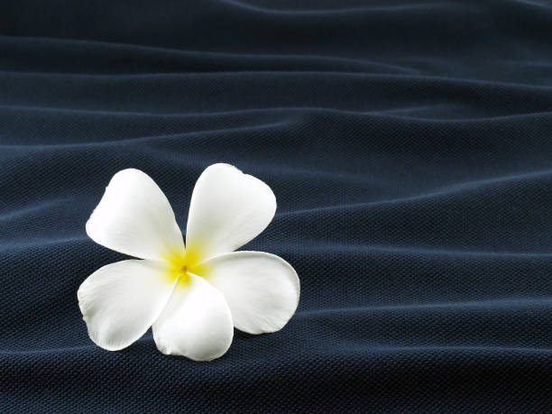 frangipani branco único ou flor plumeria em onda de tecido azul escuro - water ripple drop zen like - fotografias e filmes do acervo