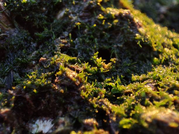 istock close-up of a moss plant on a rock 1414728877