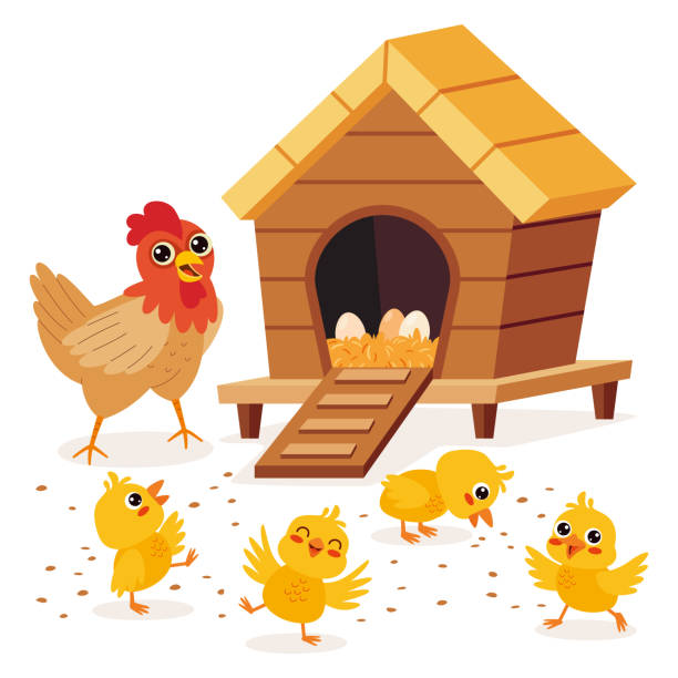 Cartoon Illustration Of Chicken And Chicks Cartoon Illustration Of Chicken And Chicks chicken coop stock illustrations