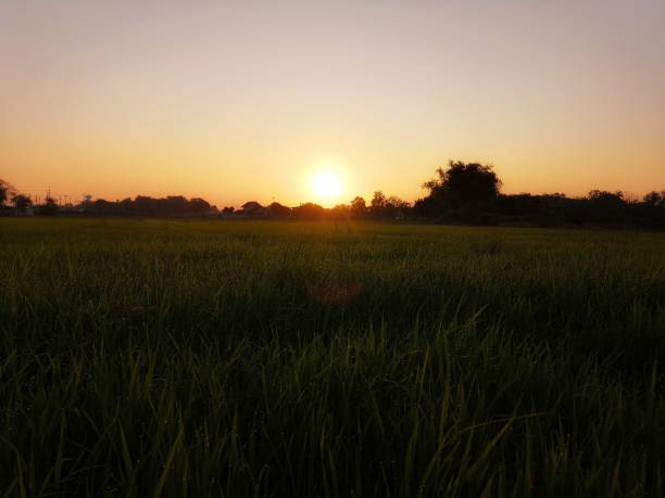 istock sunrise in the morning on the rice field 1414737023