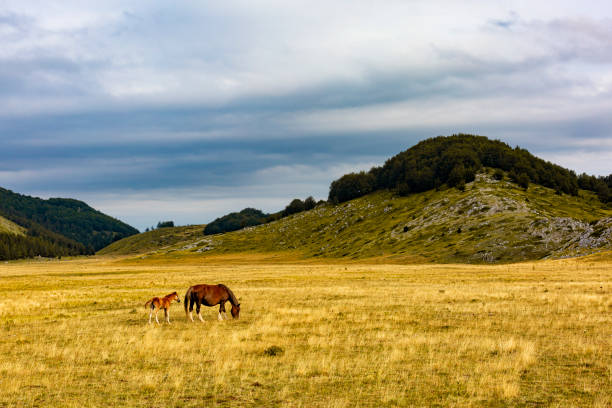 夏の牧草地で放牧する馬と彼女の子馬。グランサッソ国立公園の畑で草を食べる、アブルッツォ山、イタリア。 - horse panoramic scenics prairie ストックフォトと画像