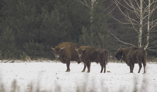 istock Group of European Bison(Bison bonasus) in winter 1414737846