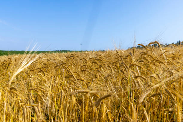 istock ripe wheat harvest in summer 1414738213