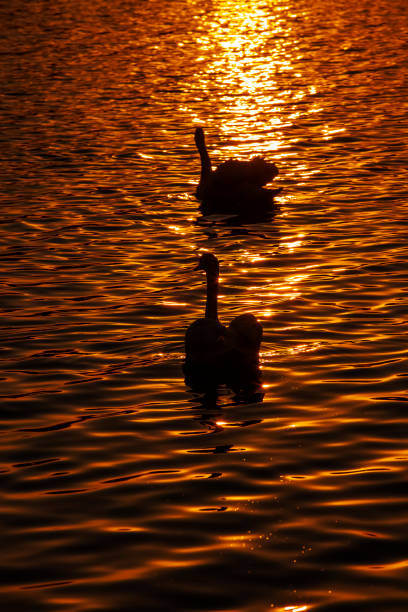 istock White swans floating in the lake during sunset 1414738253