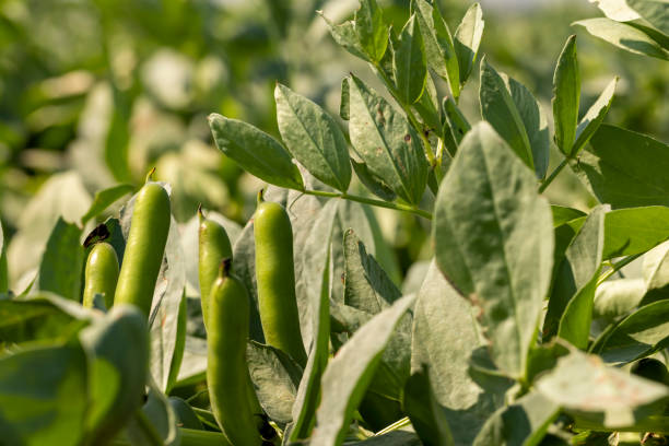 istock Green beans in sunny windy weather 1414738275